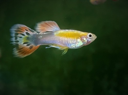 Poecilia ret.   Guppy butterfly M